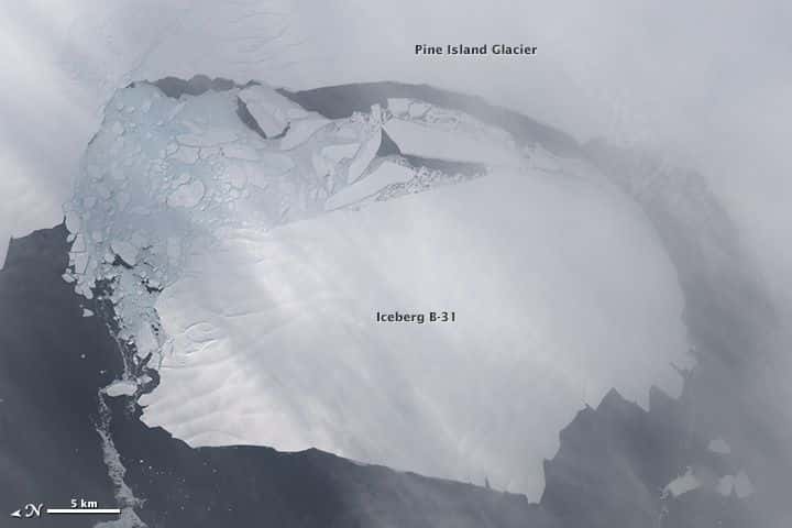Un iceberg géant célèbre : B-31. Le 13 novembre 2013, ce bloc d'environ 700 km<sup>2</sup>, s'est détaché du glacier de <em>Pine Island</em>, en Antarctique, comme le montre cette image du satellite Landsat 8. Il commençait alors une dérive qui dure toujours. Avec lui voyage un écosystème riche absorbant énergiquement le dioxyde de carbone atmosphérique. © Nasa, <em>Earth Observatory</em>