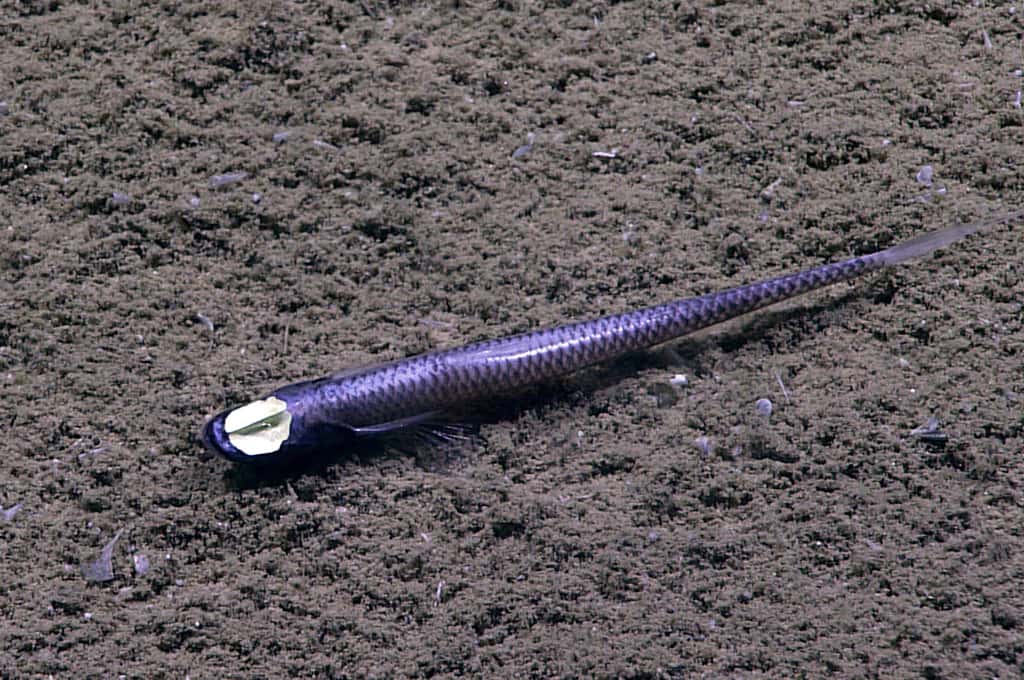 Ce spécimen d'Ipnops a été photographié dans le Golfe du Mexique. © NOAA, domaine public