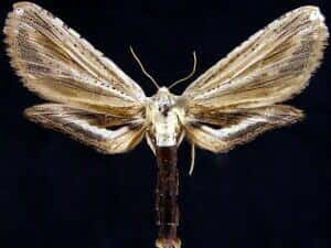 Un spécimen avec les ailes déployées de presque quatre centimètres d'envergure. © Jim Vargo