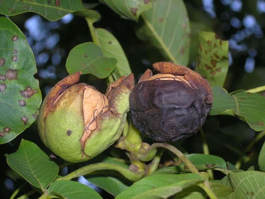 Brou de noix qui entoure les fruits. © Kai-Martin Knaak, Domaine Public