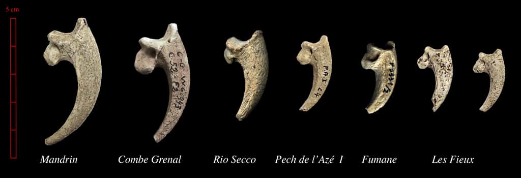 Griffes de grands rapaces diurnes trouvées en France et en Italie dans des habitats du Paléolithique moyen. © Véronique Laroulandie