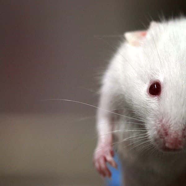 Lorsque les neurones Esr1<sup>+</sup> sont faiblement stimulés, la souris mâle cherche à monter sur une autre souris. Mais lorsqu’ils sont fortement stimulés, elle devient agressive. © Rama, Wikimedia Commons, cc by sa 2.0