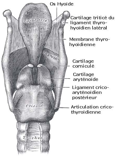  Le larynx est un organe complexe et essentiel pour la respiration, la production de la voix et la protection des voies respiratoires. Sa structure et ses fonctions multiples en font un élément clé du système respiratoire et phonatoire.© Wikimedia Commons