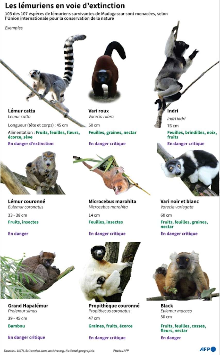 Sur les 107 espèces de lémuriens, 103 sont menacées voire en danger critique, dernière catégorie avant l'extinction. © John Saeki, AFP 