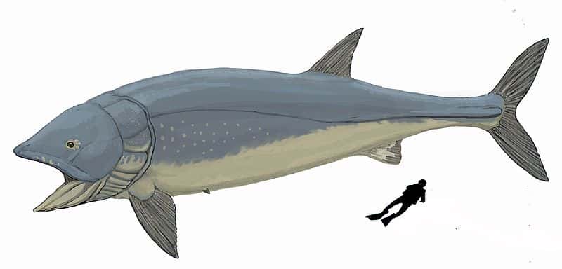 Le premier <em>Leedsichthys problematicus </em>a été découvert en 1886 près de Peterborough (Royaume-Uni) par Alfred Nicholson Leeds. Sa taille est ici comparée à celle d'un plongeur. © Dmitry Bogdanov, <em>Wikimedia commons</em>, cc by 3.0