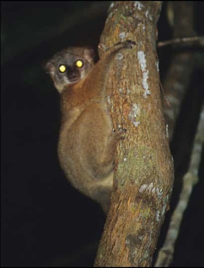 Ce primate strepsirrhinien, un lépilémur, a une mode de vie nocturne et possède un <em>tapetum lucidum</em> qui réfléchit la lumière du flash de la photographie. © Ucucha, Wikimedia Commons