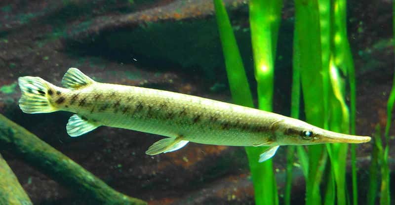 <em>Lepisosteus oculatus</em> est un poisson dont le génome a récemment été séquencé. © Jutta 234, <em>Wikimedia Commons</em>, cc by sa 3.0