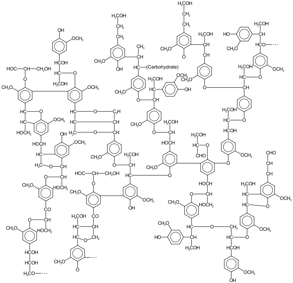 La lignine est un polymère à la structure complexe notamment employé dans l’industrie papetière. © Karol Głąb, Wikimedia Commons, cc by sa 3.0