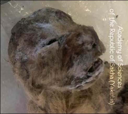 L'un des deux lionceaux des cavernes découverts dans le pergélisol en Yakoutie. Le corps, pelage compris, est remarquablement conservé. © Académie des sciences de la république de Sakha