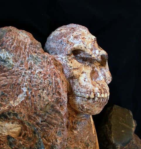 Le crâne de <em>Little Foot</em> tout juste dégagé de sa gangue rocheuse, très dure. © Ronald Clarke