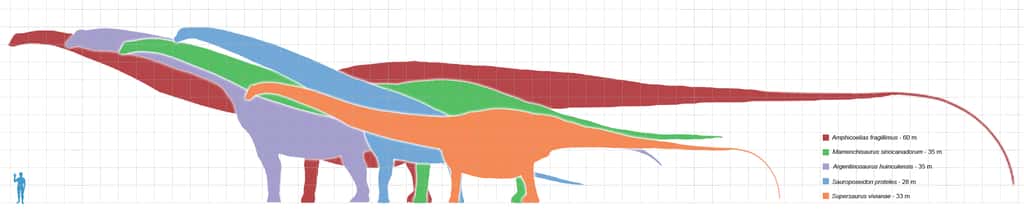 Représentation schématique de la taille des plus grands dinosaures sauropodes, qui sont tous des animaux terrestres. L'argentinosaure <em>Argentinosaurus huinculensis </em>est représenté en mauve. Les carrés fournissent une échelle, sachant que leurs côtés mesurent 1 m. © Matt Martyniuk, Wikimedia Commons, cc by sa 3.0