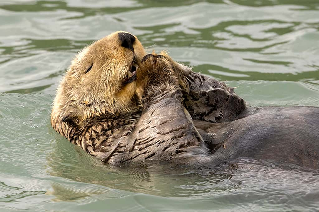 Loutre de mer, Îles aux canards, Alaska. © Christine Haines, Nikon Comedy Wildlife