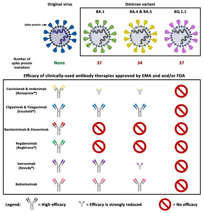 Aucun des traitements à base d'anticorps thérapeutique testés n'est efficace contre BQ1.1, le nouveau sous-variant émergent d'Omicron. © Markus Hoffmann, Deutsches Primatenzentrum 