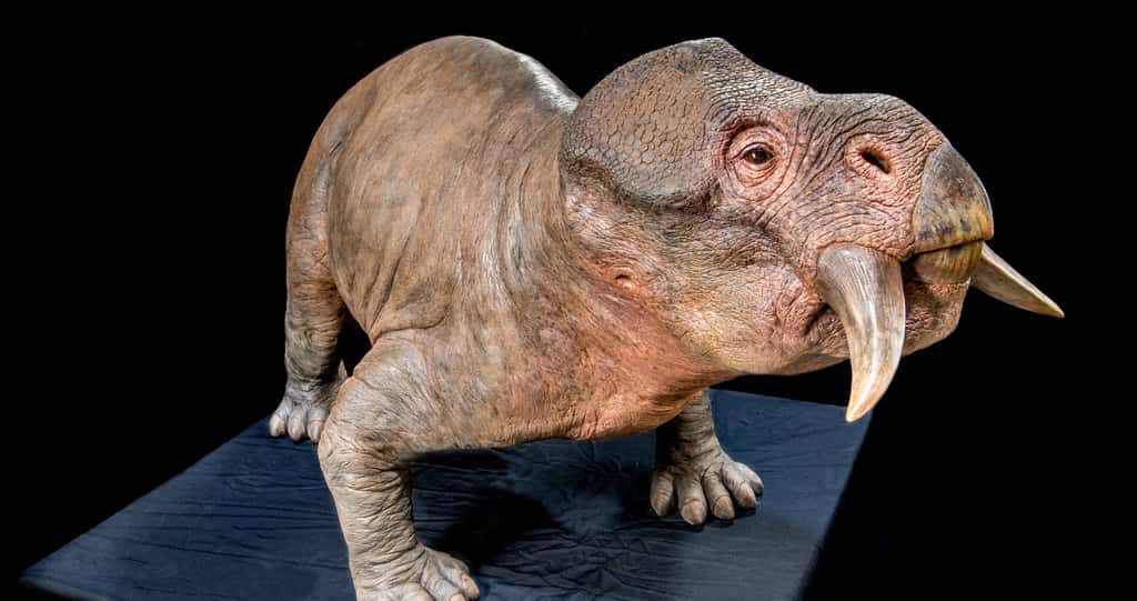 Les animaux à sang chaud sont apparus il y a 250 millions d'années. Ici, représentation de <em>Lystrosaurus murray</em>. © Rtrifunovski <em>via</em> Dinopedia