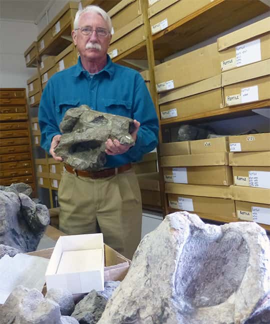 Robert Gastaldo du <em>Colby College</em> détient un crâne de <em>Lystrosaurus maccagi</em>, un tétrapode synapside du Permien tardif commun dans le bassin de Karoo, en Afrique du Sud. Le spécimen fait partie de la collection du <em>Albany Museum</em>, Grahamstown, Afrique du Sud. © R.A. Gastaldo