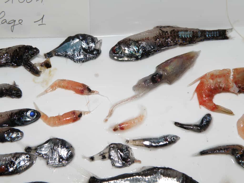 Une récolte de micronecton lors de la campagne Nectalis 1 : des petits poissons, des crustacés (euphausiacés) et un céphalopode (calmar). Ce sont les prédateurs du zooplancton, dont celui-ci se protège en plongeant le jour à l'abri de la lumière du soleil. © IRD-SPC