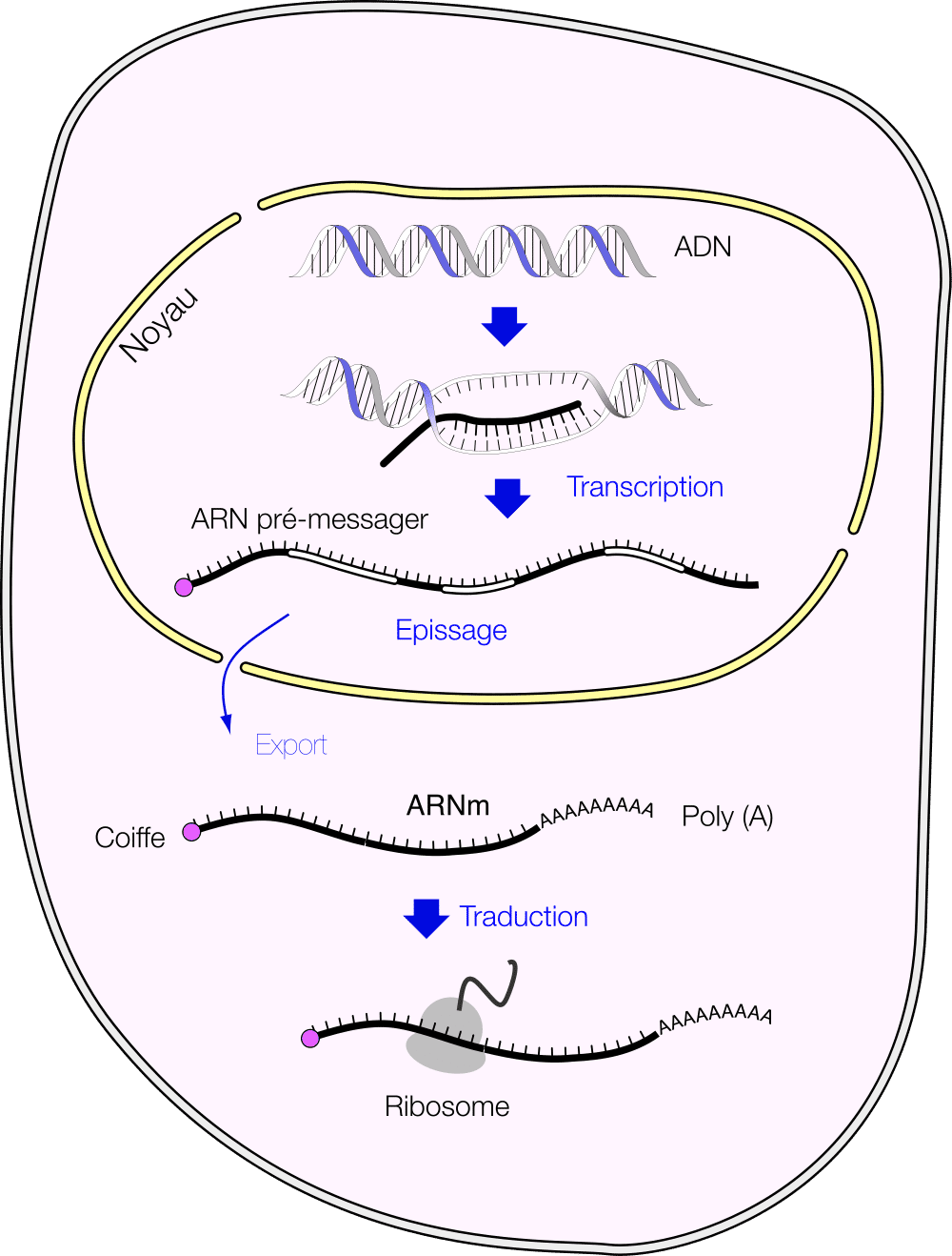 Les ARNm sont traduits en protéines dans le cytoplasme des cellules eucaryotes. © Fdardel, <em>Wikimedia Commons</em>, cc by sa 3.0