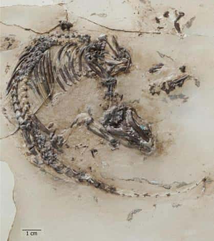 Le fossile de <em>Spinolestes xenarthrosus</em> transféré dans une plaque de résine époxy et dégagé à l’acide. Barre d’échelle : 1 cm. © G. Oleschinski