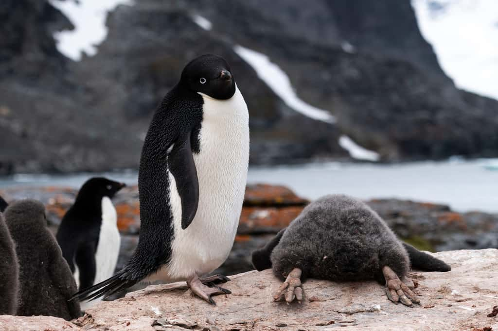 Manchot adélie, Shingle Cove, Îles Orcades du Sud. © Zikri Teo, Nikon Comedy Wildlife