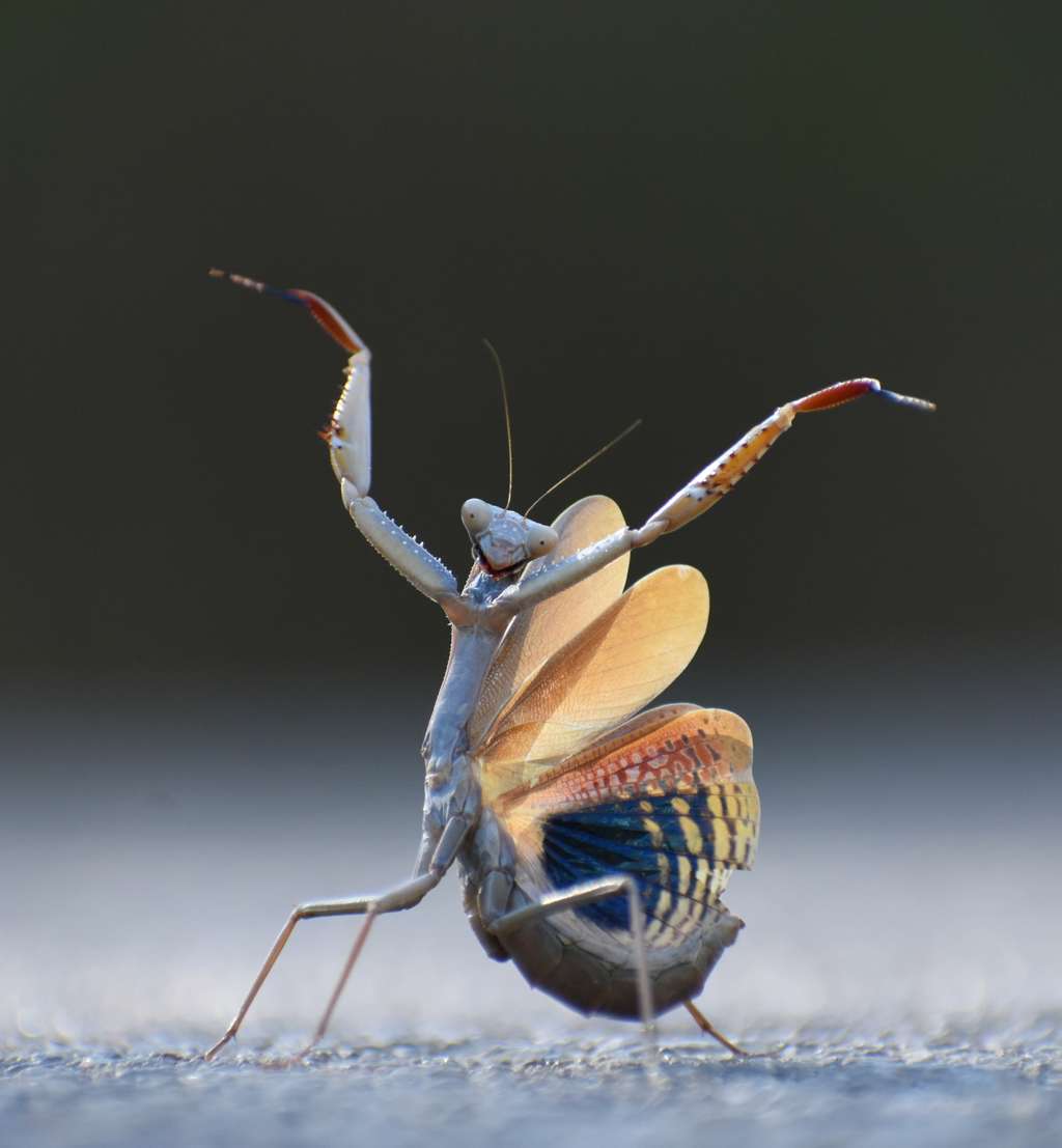 Mante ocellée, Onda, Espagne. © Jose Miguel Gallego Molina, Nikon Comedy Wildlife