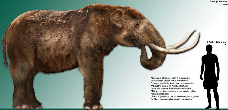 Disparu voici 10.000 ans, le mastodonte américain était plus petit que les mammouths, malgré ses 3 m de haut. © Dantherman9758, Wikimedia Commons, cc by 3.0