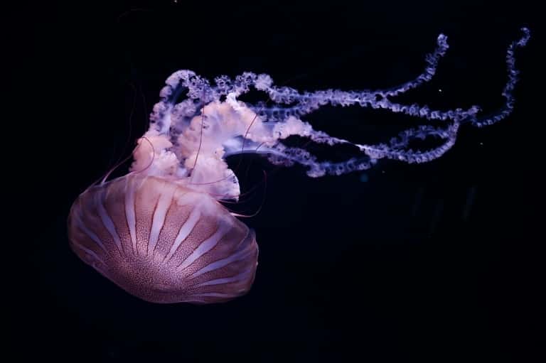 Les méduses vivent dans toutes les mers et les océans, et à toutes les profondeurs, jusqu'aux abysses. Elles se reproduisent de façon sexuée, asexuée ou par bourgeonnement. © Philippe Lopez, AFP/Archives