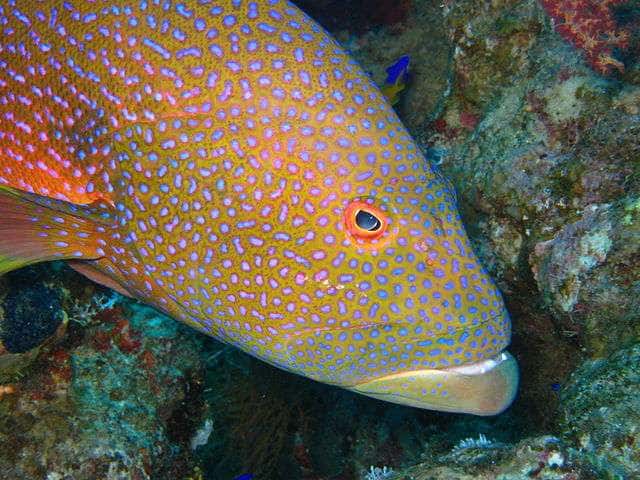 En plongeant près de Sharm-el-Sheikh, il est possible de rencontrer le <em>Cephalopholis miniata</em> ou mérou minium. Ce poisson coloré peut mesurer jusqu'à 50 centimètres. © Matthieu Sontag, Wikimedia Commons, CC by-sa 3.0