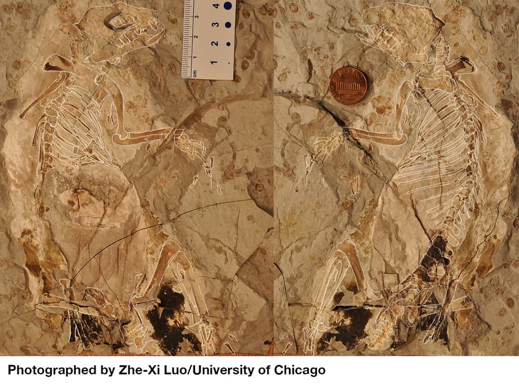Le fossile parfaitement conservé de <em>Megaconus mammaliaformis</em> fait maintenant partie des collections du Musée paléontologique du Liaoning (Chine). © Zhe-Xi Luo, université de Chicago