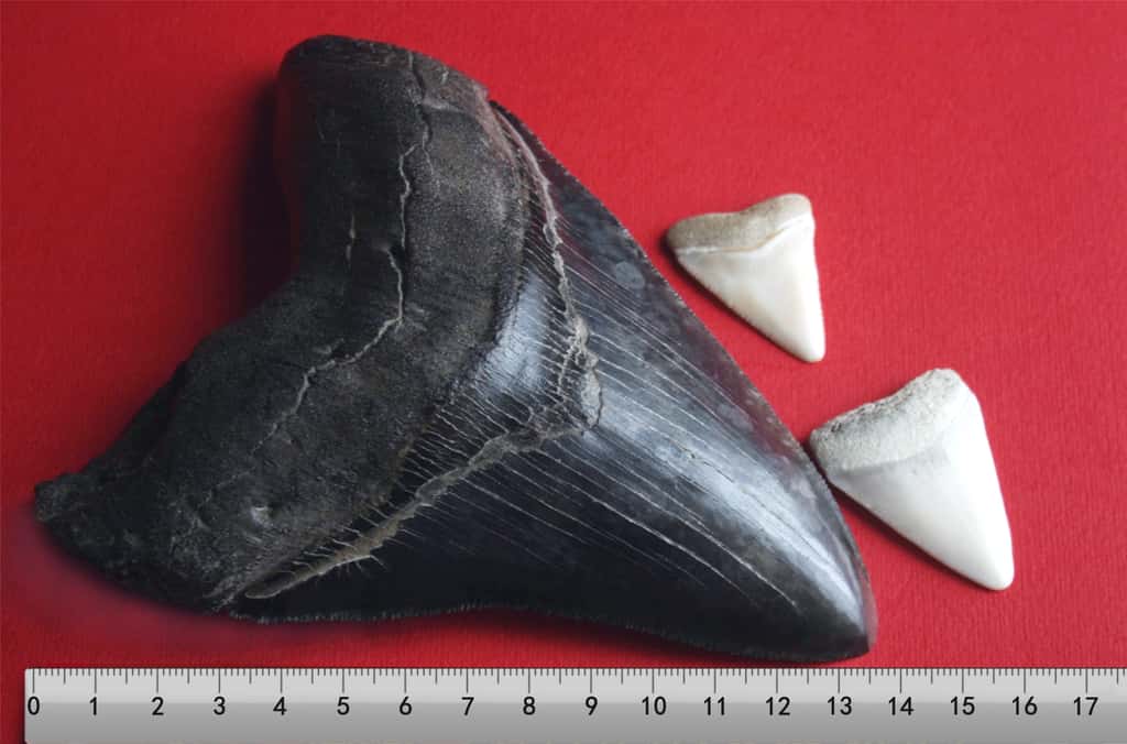 Une dent fossilisée du mégalodon est comparée à deux dents de grand requin blanc. © Brocken Inaglory, Wikimedia Commons