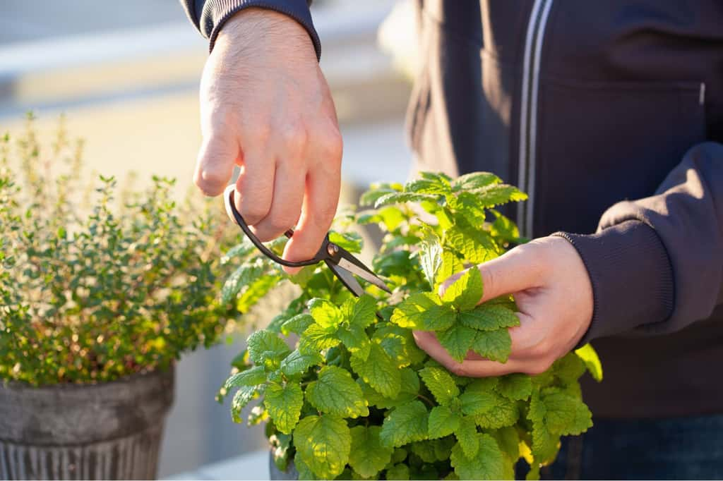 Découvrez les vertus de la mélisse – surnommée, à tort, citronnelle à cause de son parfum citronné – ainsi que ses propriétés bienfaitrices et quand il faut l’éviter. © OlgaMiltsova, iStock