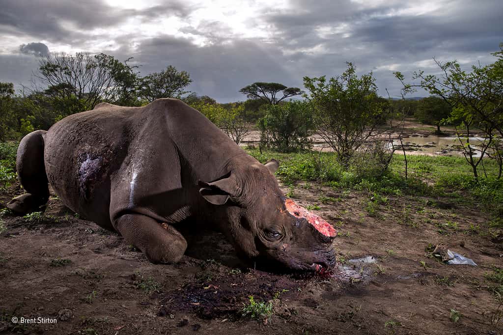Un rhinocéros noir en Afrique du Sud tué pour ses cornes. Un massacre stupide. © Brent Stirton, <em>2017 Wildlife Photographer of the Year</em>