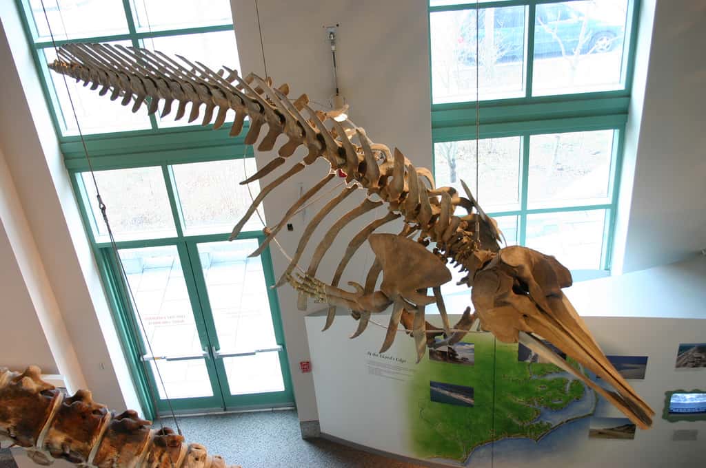 Ce squelette est celui d’un <em style="mso-bidi-font-style: normal">Mesoplodon mirus</em>, autrement dit d’une baleine à bec de True. Comme ses congénères du même genre, cette espèce ne possède que deux dents qui sont situées sur la mâchoire inférieure. © Ryan Somma, Flickr, cc by sa 2.0