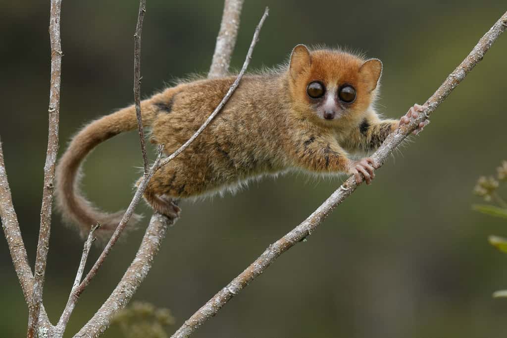 Le Microcèbe roux est l'une des 104 espèces de lémuriens actuellement menacées d'extinction. Au total, 17 espèces de lémuriens ont disparu depuis l'arrivée des humains à Madagascar. © Chien C. Lee