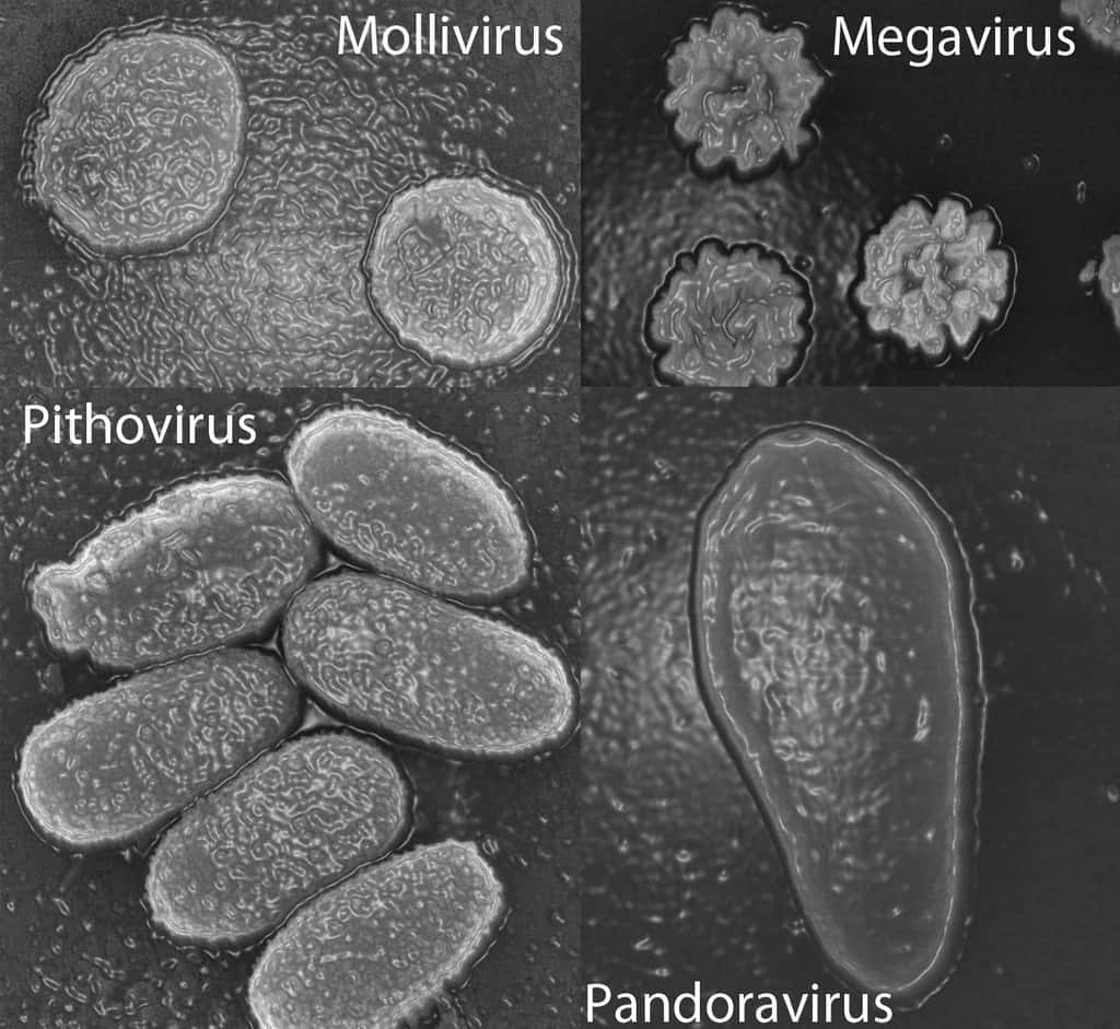 Portrait de famille des virus géants. Avec une longueur de 1 micron, Pandoravirus est le plus grand, trouvé dans les eaux de la côte chilienne et lui aussi parasite d'amibes. © Chantal Abergel, Jean-Michel Claverie <em>et al.</em>