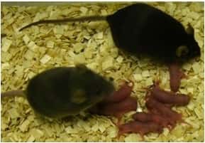 Les souris nées par cette méthode sont en bonne santé et peuvent se reproduire. © Tony Perry, <em>University of Bath</em>