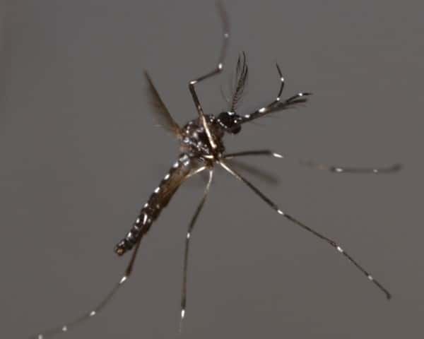 Un mâle d'<em>Aedes aegypti</em> de la souche OX513A photographié en vol. Pour survivre, il doit absorber régulièrement un antibiotique, la tétracycline, faute de quoi il a peu de chance de survivre longtemps. L'espoir est que, lâché dans la nature, il transmette ce caractère fatal à ses descendants. © Oxitec