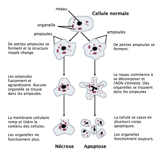 Les différentes étapes de la mort cellulaire : nécrose <em>vs</em> apoptose. © <em>National institute on alcohol abuse and alcoholism, </em>Wikimedia Commons