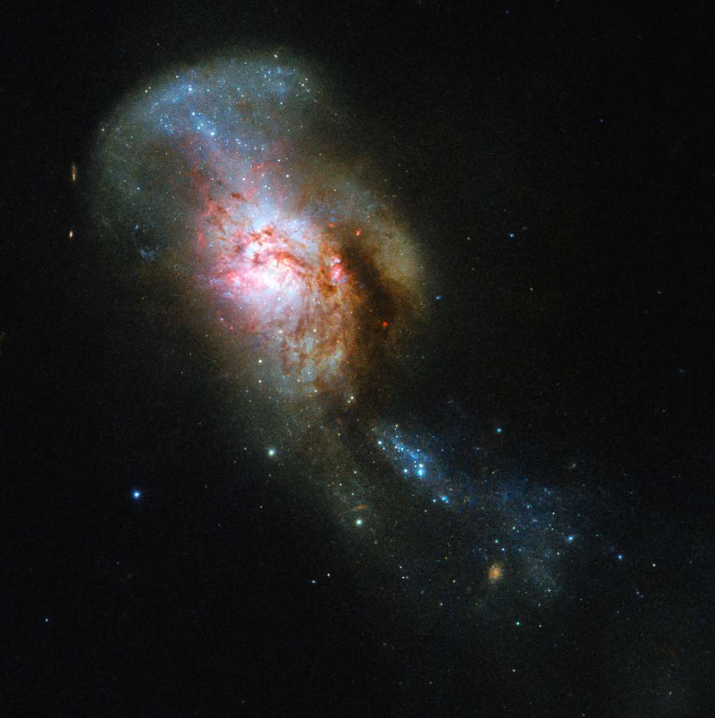 NGC 4194, à plus de 130 millions d'années-lumière, est surnommée Méduse pour son évocation des serpents sur la tête de la créature légendaire. © ESA, Hubble &amp; NASA, A. Adamo et al.