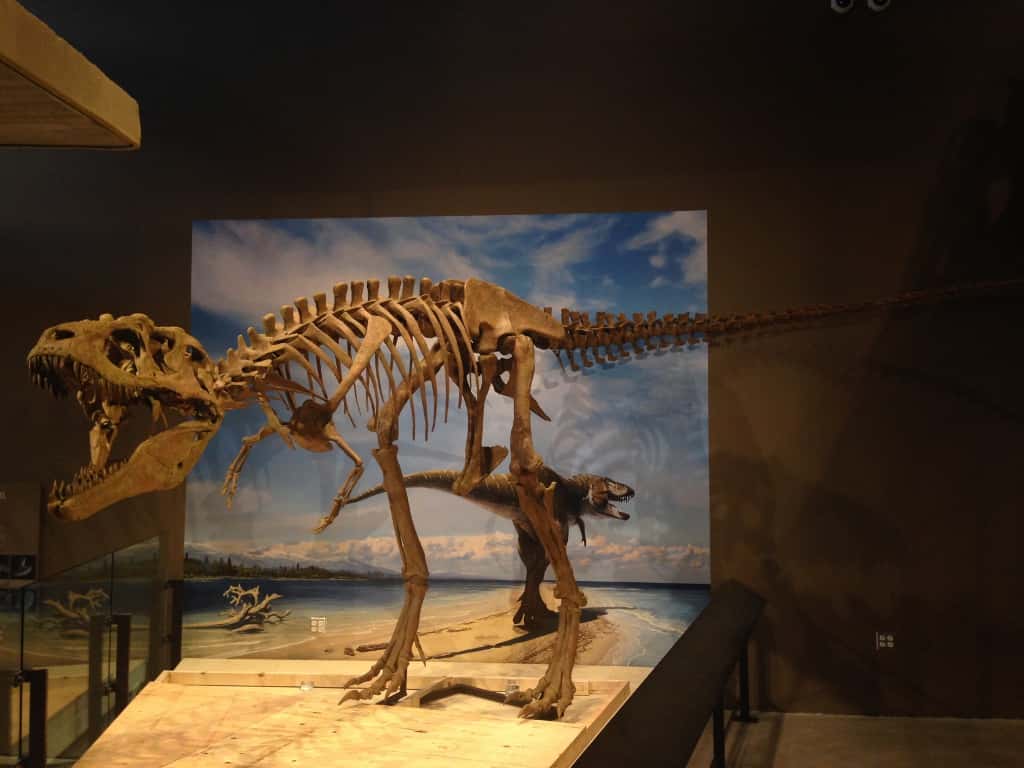 Reconstitution du squelette complet d'un tyrannosauridé qui appartient à la même lignée que le <em>Tyrannosaurus rex</em> : <em>Lythronax argestes. </em>Il a fallu dix mois pour nettoyer tous les os trouvés, une fois leur excavation terminée. <em>© </em>Mark Loewen