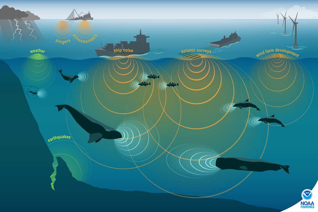Sources de pollution sonore sous-marine d’origine anthropique susceptibles d’impacter la survie des cétacés qui utilisent l’écholocation, comme les globicéphales noirs. © NOAA Fisheries 