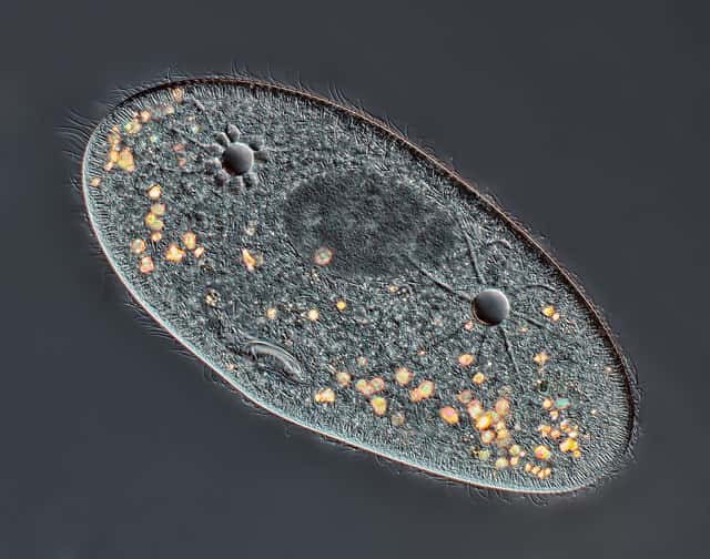 Les paramécies sont des êtres eucaryotes unicellulaires qui vivent en eau douce. Le noyau de celle-ci correspond à la zone sombre située entre les vacuoles pulsatiles (les deux « trous »). © Rogelio Moreno Gill