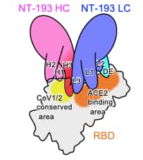 Le site de fixation de NT-193. La chaîne légère de l'anticorps, en violet, recouvre toute la région de liaison avec le récepteur ACE2. La chaîne lourde, en rose, s'accroche à une région plus éloignée et conservée entre le SARS-CoV-1 et les variants du SARS-CoV-2. © Taishi Onodera et <em>al. Immunity</em>