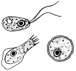 Les différentes formes de <em>Naegleria fowleri</em> : kystique, végétative et flagellée. © Josh Grosse, CDC