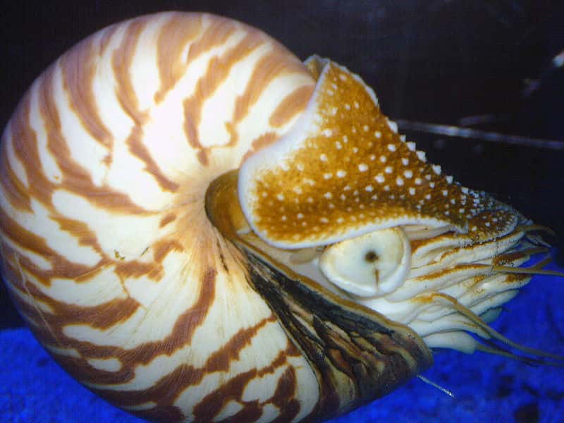 Le nautile, un céphalopode actuel proche des ammonites, possède une coquille lisse. © Daniel Davis, Wikimedia Commons, cc by sa 2.0
