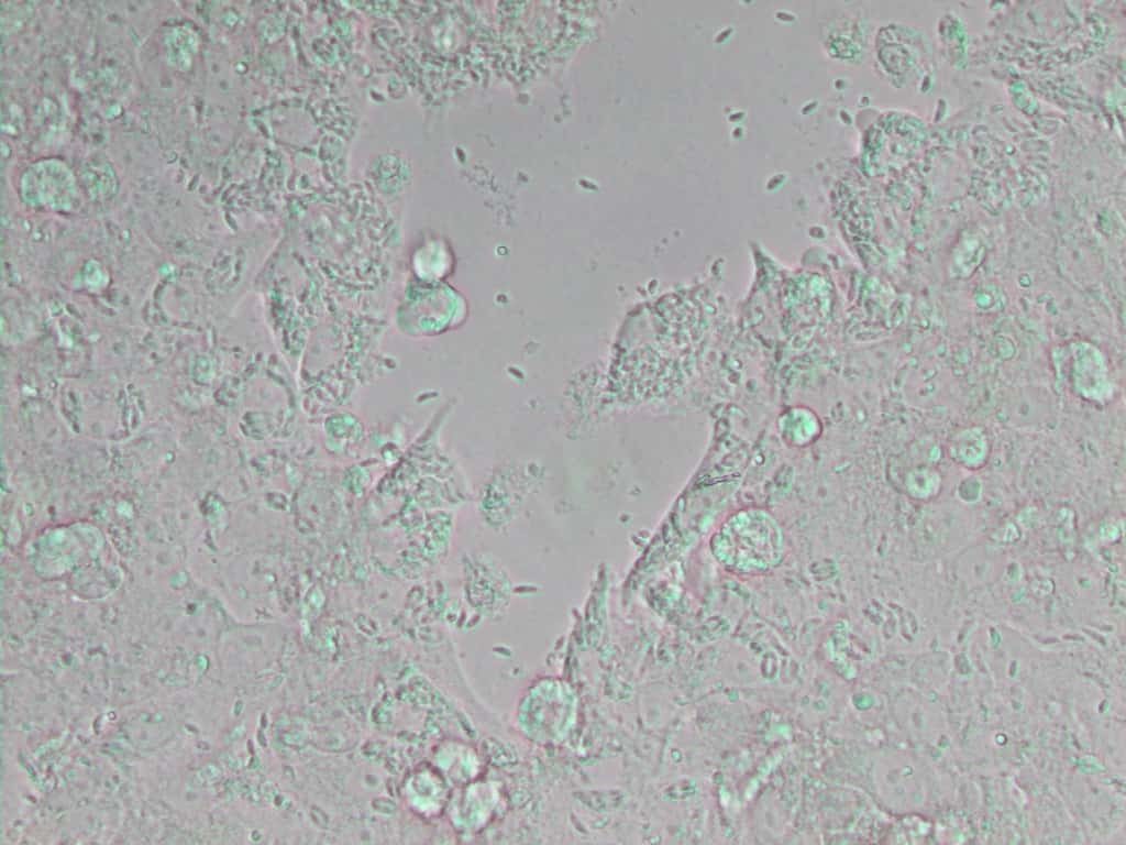 <em>Neospora caninum</em> est un parasite unicellulaire, inoffensif pour l’être humain. © agriculture.sp, <em>Wikimedia Commons</em>, CC by 2.0