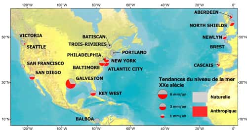 Contribution anthropique minimale dans la tendance du niveau de la mer détectée dans les marégraphes de l'Atlantique du nord au cours du XX<sup>e</sup> siècle. Chaque cercle correspond à la position d'un marégraphe. Les couleurs correspondent à la répartition de la composante anthropique (rouge) et naturelle (gris) dans la tendance du niveau de la mer. © Mélanie Becker