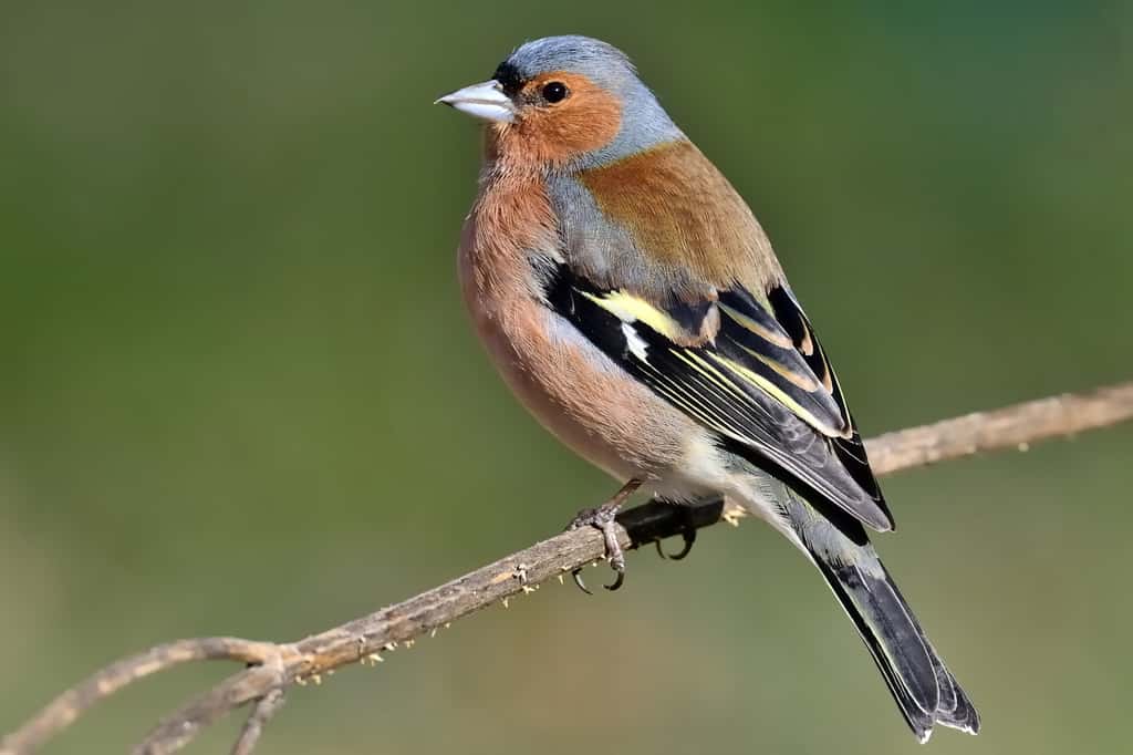 Chez le pinson des arbres, mâle et femelle revêtent un plumage aux couleurs dissemblables. © Eckhard, Adobe Stock