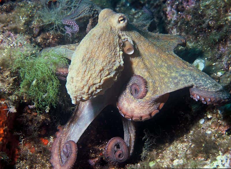 <em>Octopus vulgaris</em>, ou pieuvre commune, vit notamment en Méditerranée. © Albert Kok, Wikimedia
