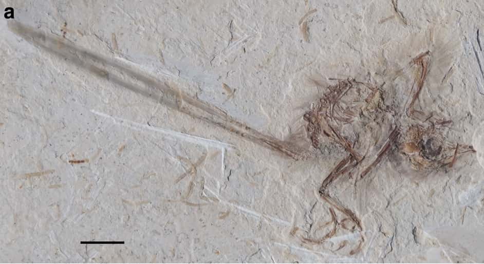 Le fossile a été retrouvé au Brésil, avec cette queue surprenante. La barre d'échelle mesure 1 cm. © Ismar de Souza Carvalho <em>et al.</em>, <em>Nature Communications</em>