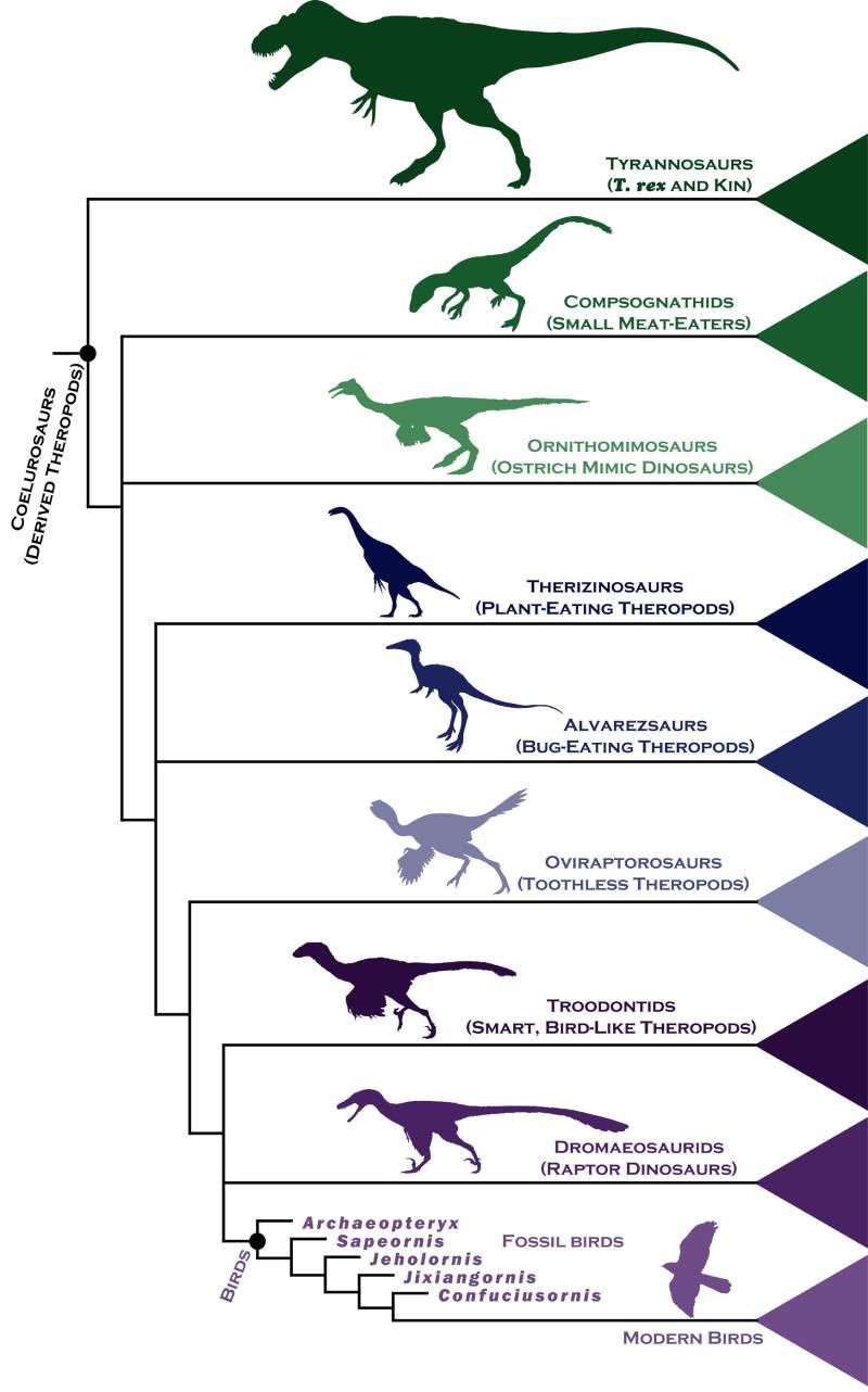 L'arbre phylogénétique des dinosaures théropodes, qui inclut nécessairement les oiseaux (<em>Modern Birds</em>, en bas), tel qu'il est donné par Steve Brusatte. On voit que ces derniers sont étroitement apparentés aux dromaeosauridés et aux troodontidés (petits et leur ressemblant beaucoup, <em>Smart, bird-like theropods</em>), mais aussi aux oviraptors (les « voleurs d'œufs »), les <em>Alvarezsauridae</em> et les thérizinosaures, des herbivores (<em>Plant-eating theropods</em>). © Steve Brusatte